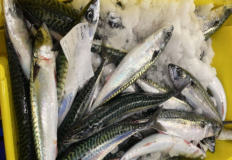 Caballa de Ondarroa  Vizcaya, Inicio:   16-03-2026